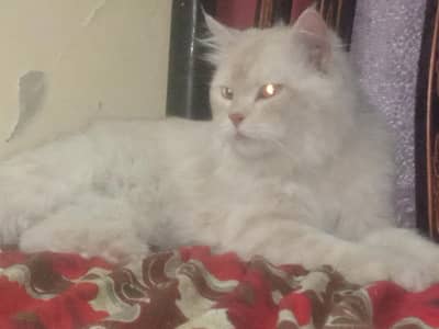 persion punch face very frandly cat