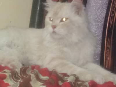 persion punch face very frandly cat