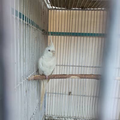 White Clear Pide Cockatiel and Lutiono lovebird pair