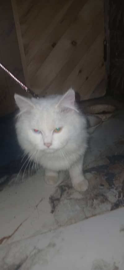 Persion female cat for sale