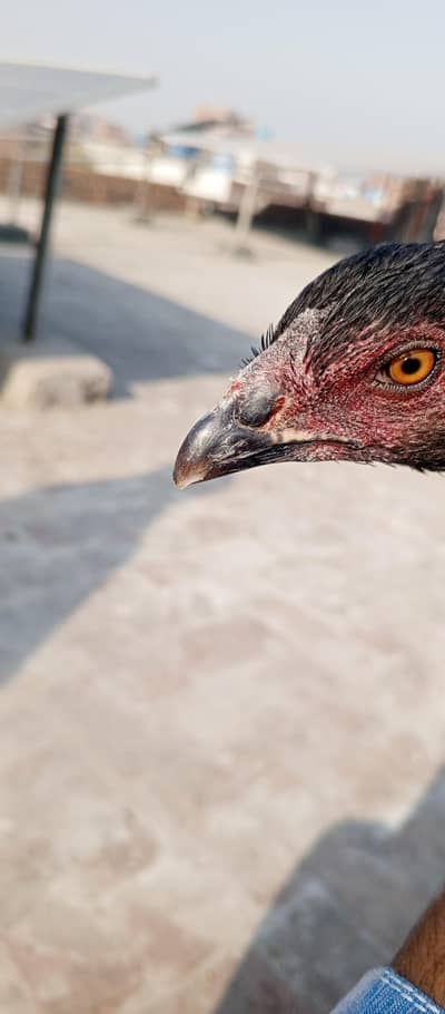 achi quality ki thi madi for sale