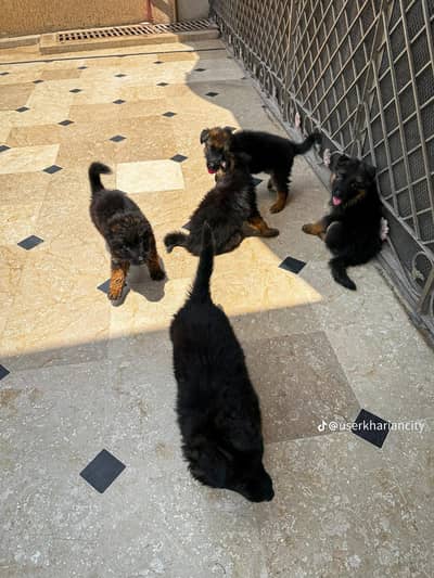 German Shepherd puppy for sale 0345/0075/589