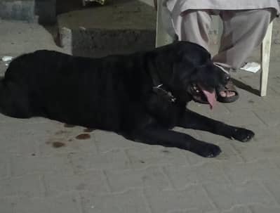 British Labrador hi full train hi or full active hi