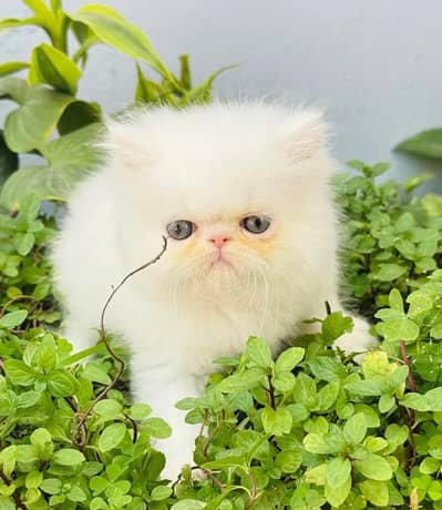 Purebred [Persian] Kittens – Fully Vaccinated & Litter Trained