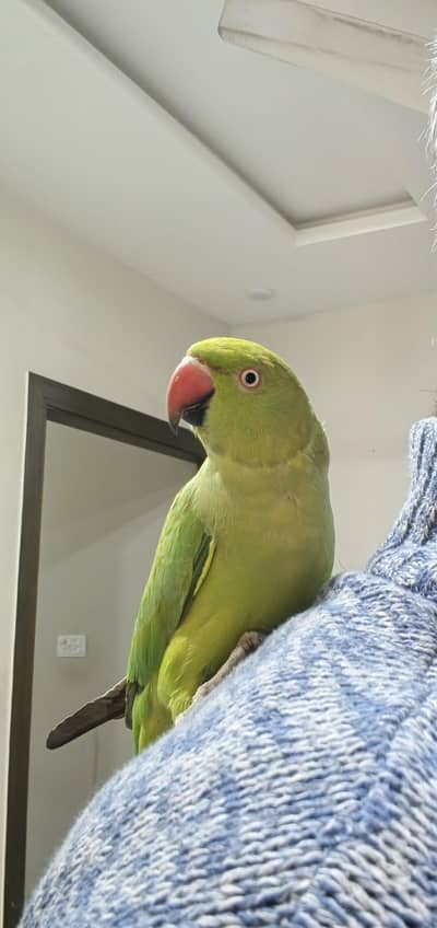 RING NECK BREEDER PAIR