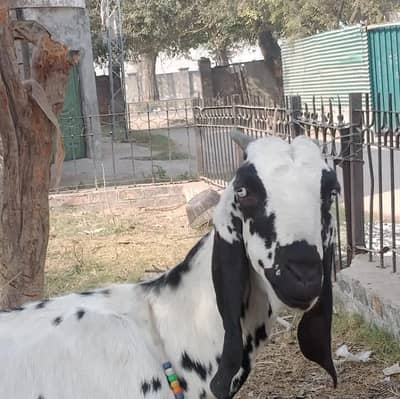 bakri 2 month gahban ha confrm