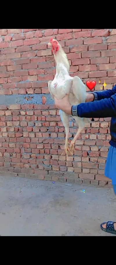 AseèL white mianwli pair