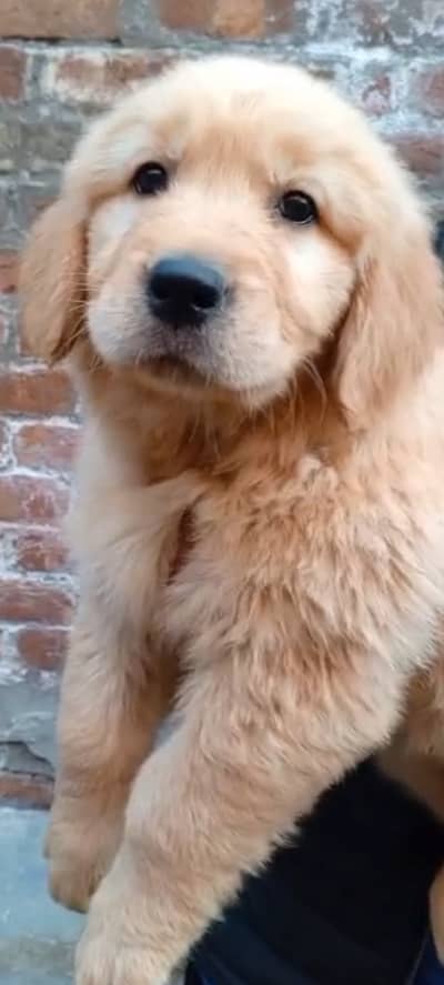 Golden retriever top quality