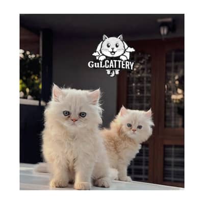 Persian British punch face piki face kitten cat available
