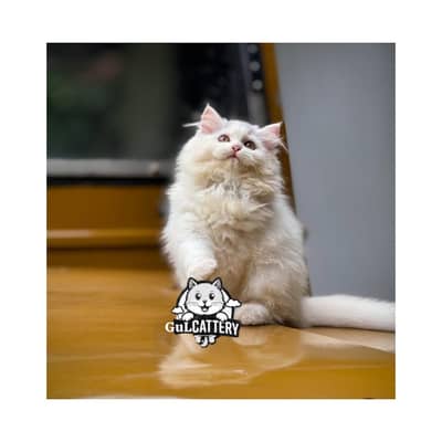 Persian British punch face piki face kitten cat available