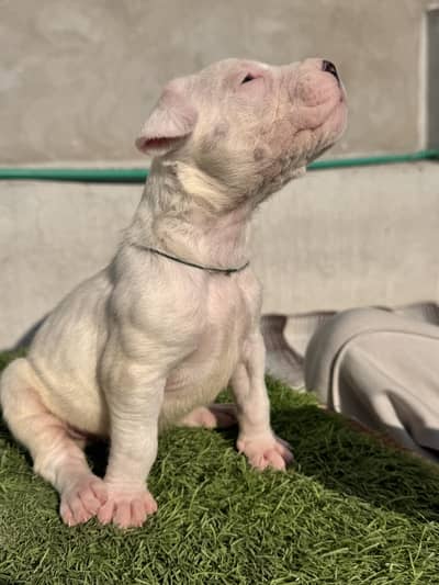 Dogo Argentino Pedigree Female puppy Available