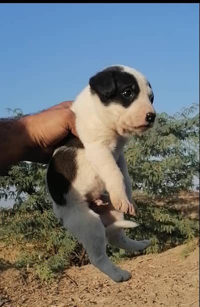 Bully Gultair  male pup for sale