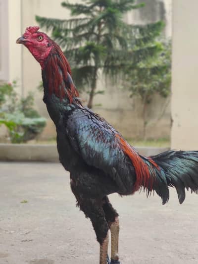 Pakoya patha high quality serious person msg inbox