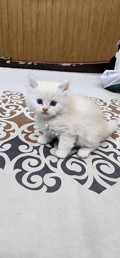 Persian cat urgent for sale  in semi punch and doll face