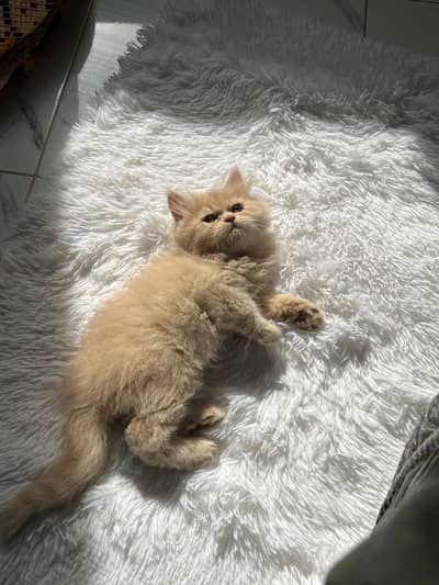 Pure punch face Persian pair