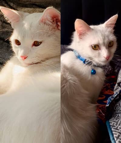 Persian Male and female