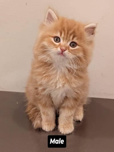 Male Persian Cat - kitten