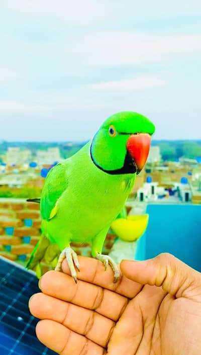 fully hand tame parrot zero bite talking face to face