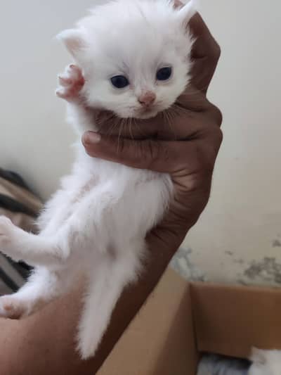 Persian cat | Persian kittens |Persian male cat