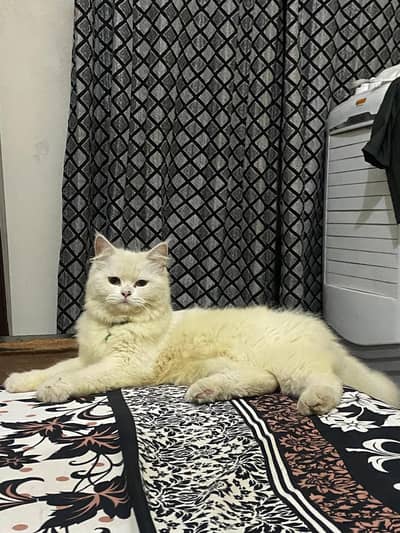 persian cat femake triple coated 15000