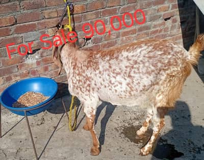 brown maki cheni 126 days pregnant