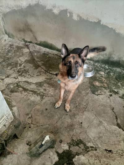 This is a very beautiful  dog 03248490142