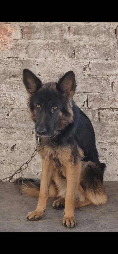 Long Cout German Shephrd Female Available