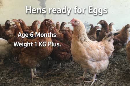 Golden Misri | Desi Murghi | Egg laying hens | Golden Misri pathi |