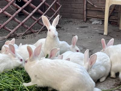 Amircan rabbit for sale red eye