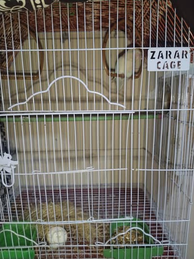 Albino Red Eyes love Birds With Cage