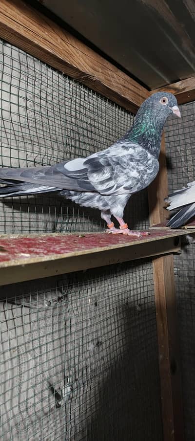 kamagar, teddy, ambersiry