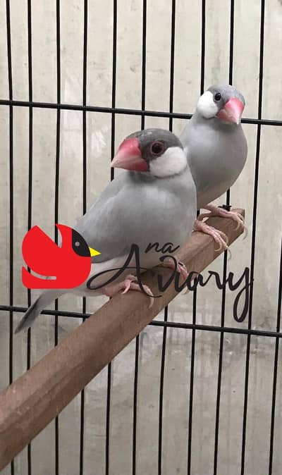 Silver & White Java Finches available for sale