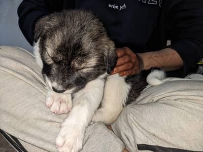 2 month old kuchi puppy for sale