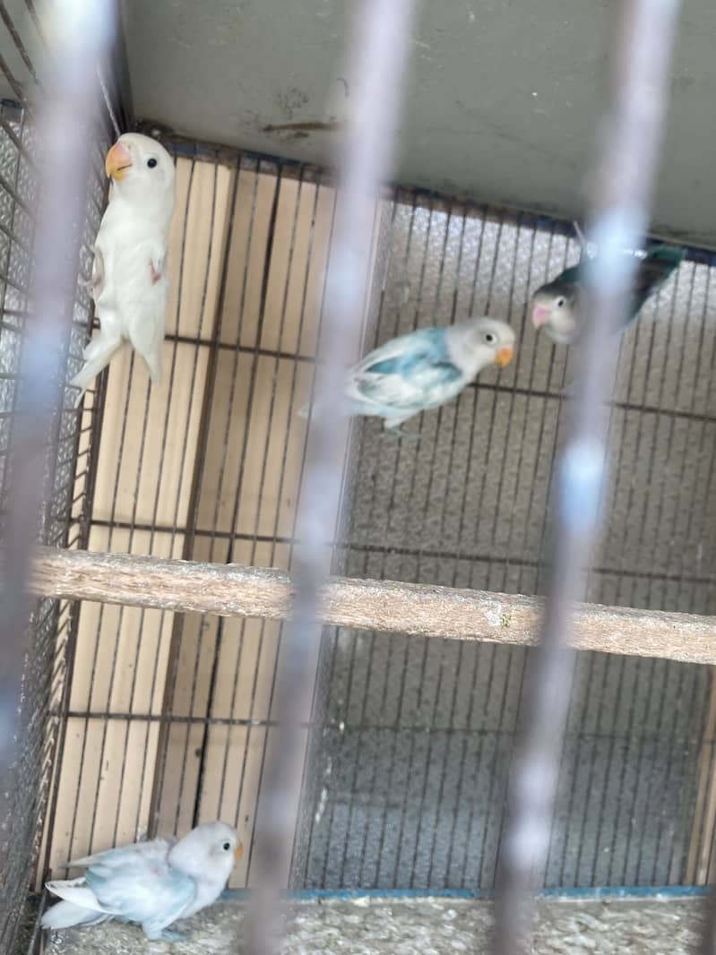 Budgie - Java - love bird 3