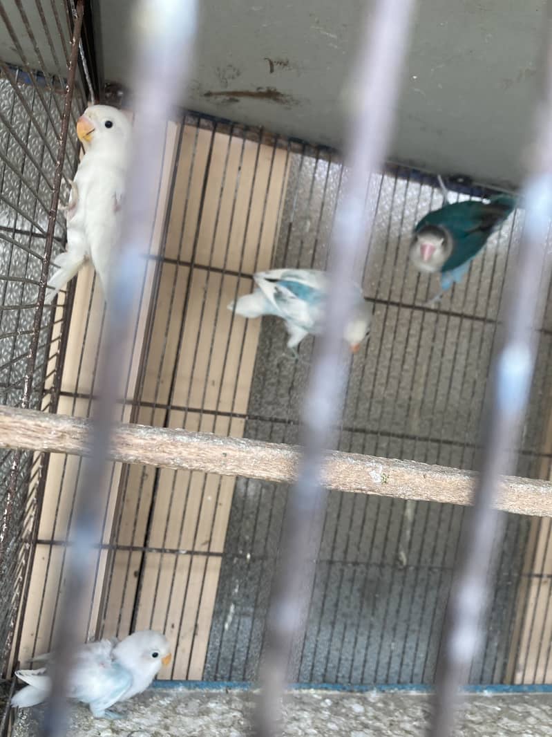 Budgie - Java - love bird 4