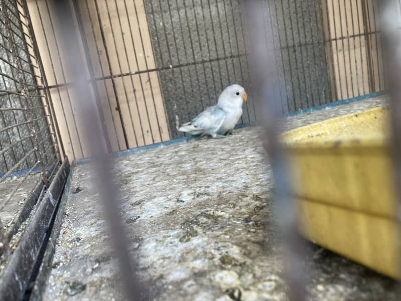 Budgie - Java - love bird 5