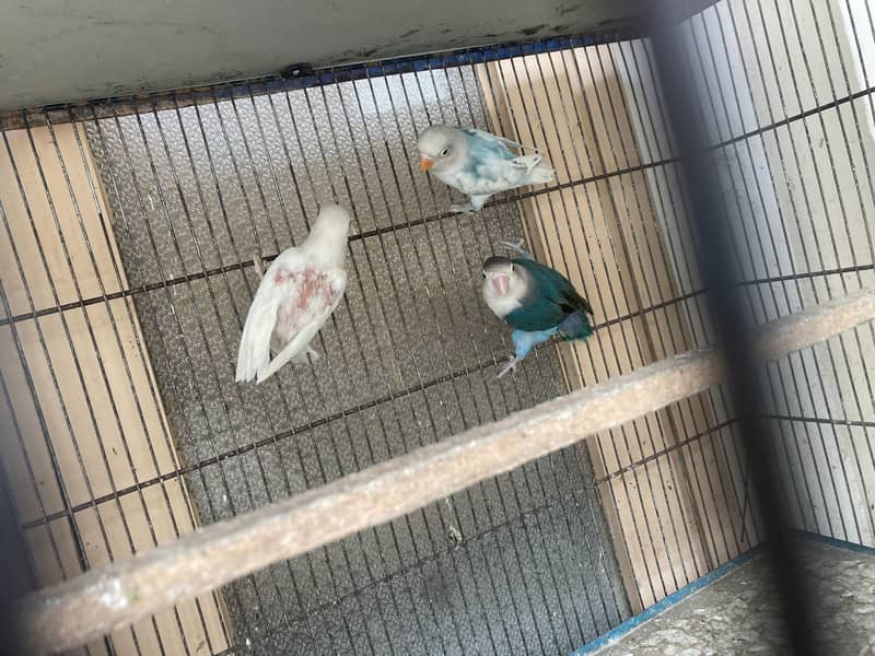 Budgie - Java - love bird 6