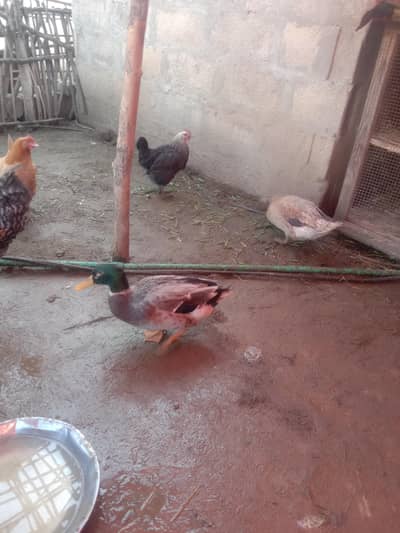 Hens and duck for sale