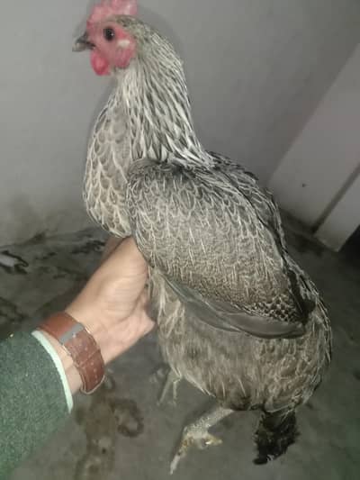 Misri murgi eggs wali for sale 03224186572