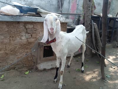 rajanpuri breed gulabi