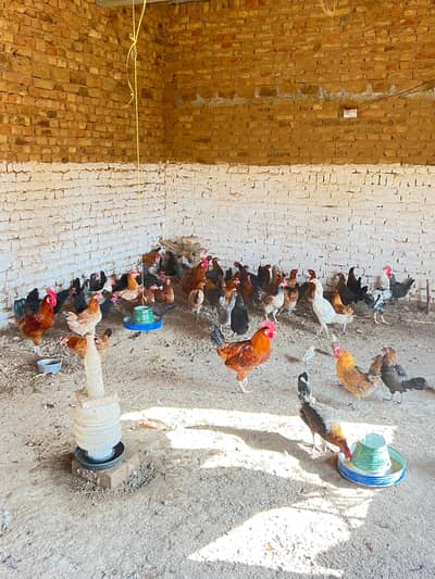 Golden Misri hens for sale