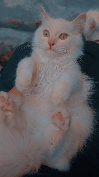 persian male cat for sale only in Lahore