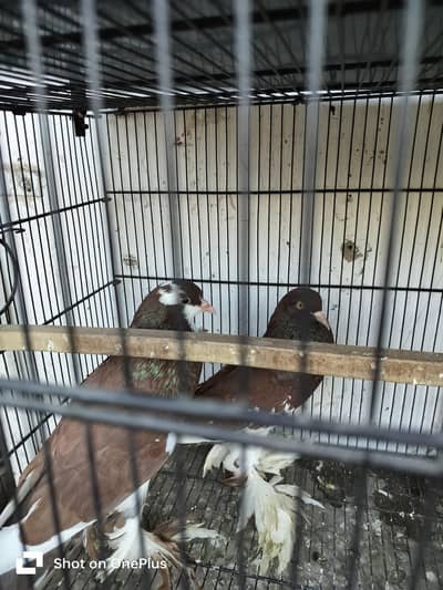 Original Ballon pair