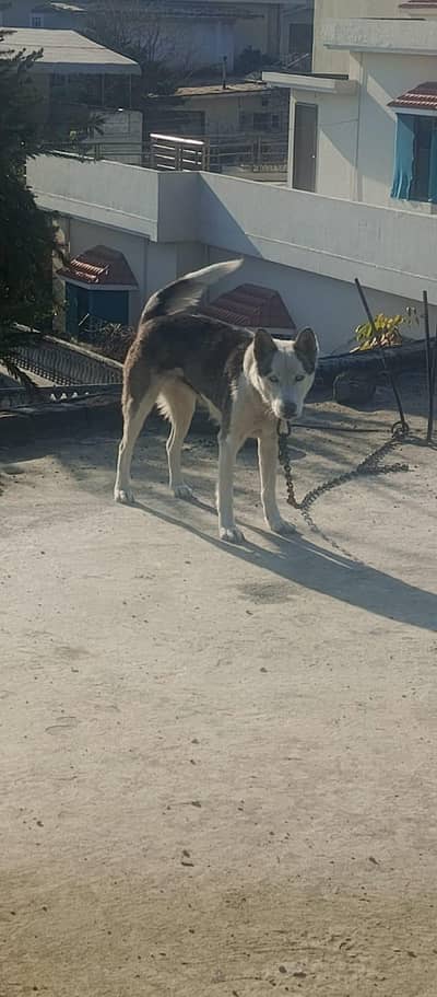 husky breeder female