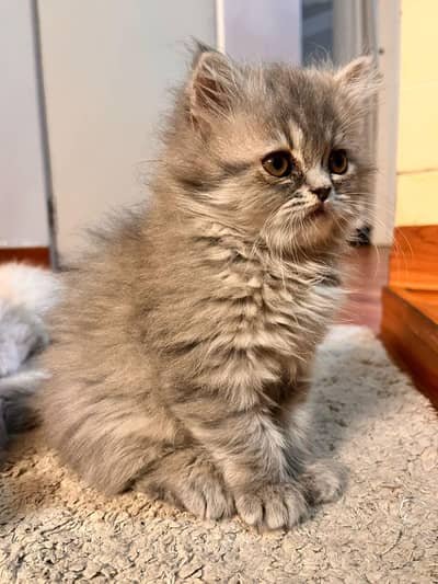 Persian kittens for sale