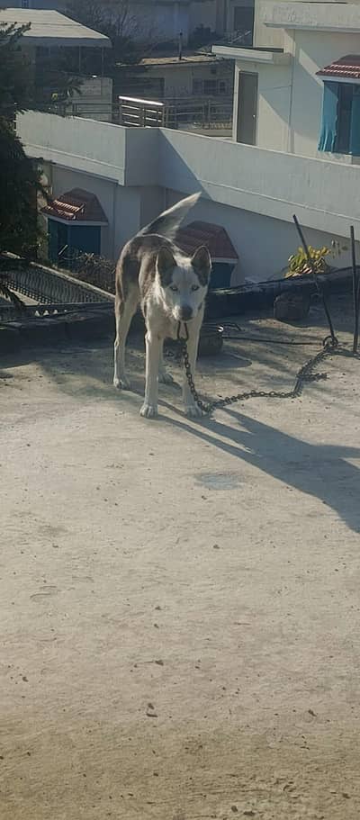 breeder husky femail