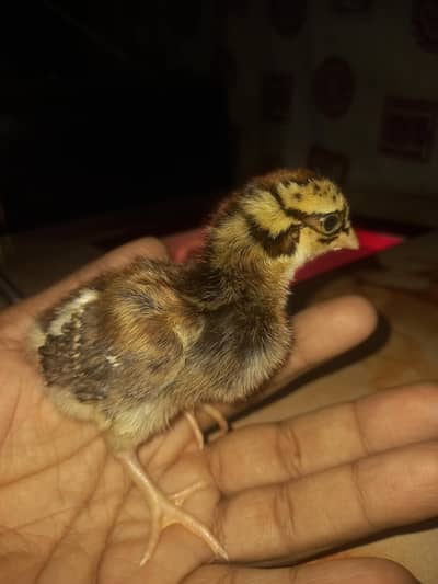 Mix breed healthy chicks