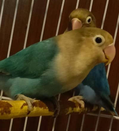 lovebirds blue Fischer