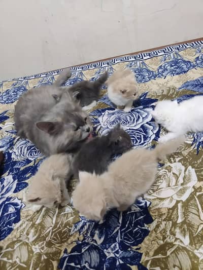 Persian cat | Persian kittens |Persian male cat