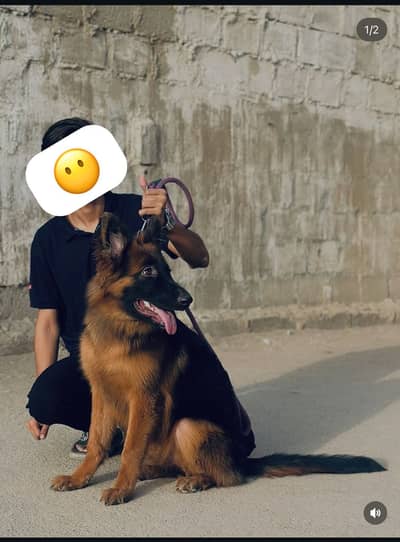 German Shepherd Long Coat Pedigree Female